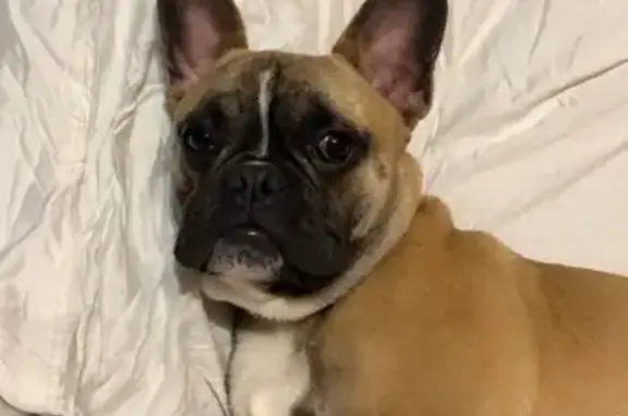 Lost Dog: Cashew, White Stripe & Spot