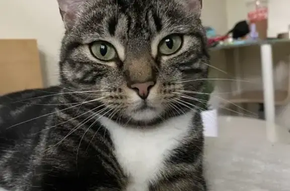 Lost Cat: Green Eyes, White Paws, Seekonk