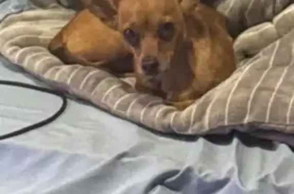 Missing dog Dayton, photo: Lost Chihuahua: Pink Collar in Dayton