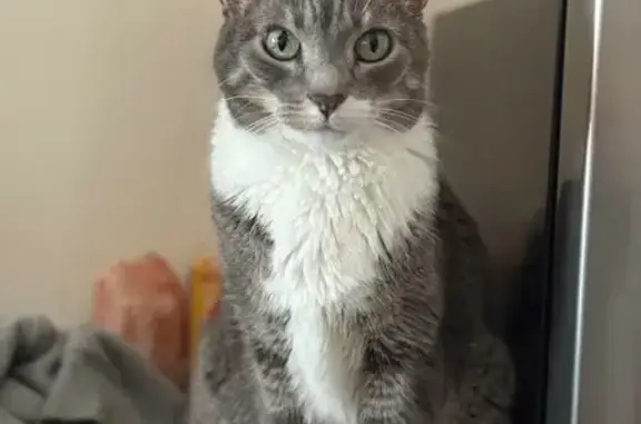 Lost pets Urbandale, photo: Lost Gray & White Cat - Urbandale Area
