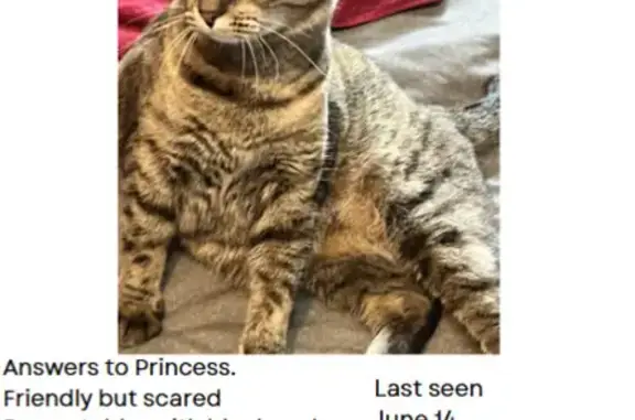 Missing cat Parkville, photo: Lost Tabby Cat: Brown & Orange, Parkville
