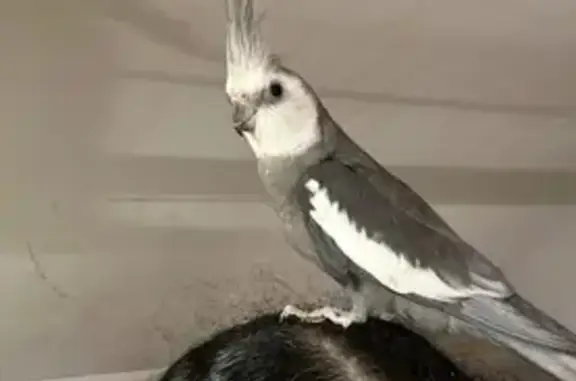 Lost and found pets Lawrence, photo: Friendly Lost Bird on Andover St, 290