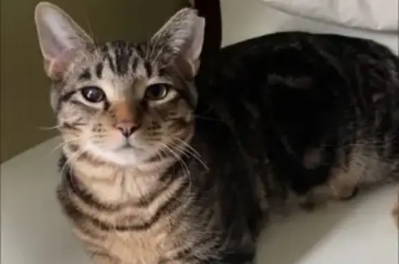 Lost Tabby Cat: North Campbell Ave, 3615