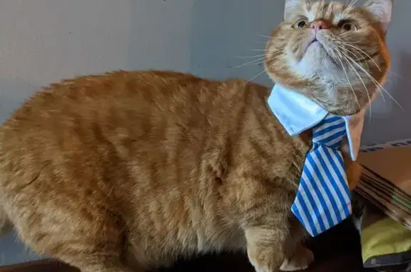 Lost Orange Tabby Munchkin in Tigard!