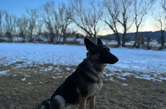 Lost Dog: Sweet Black & Tan in CO Springs