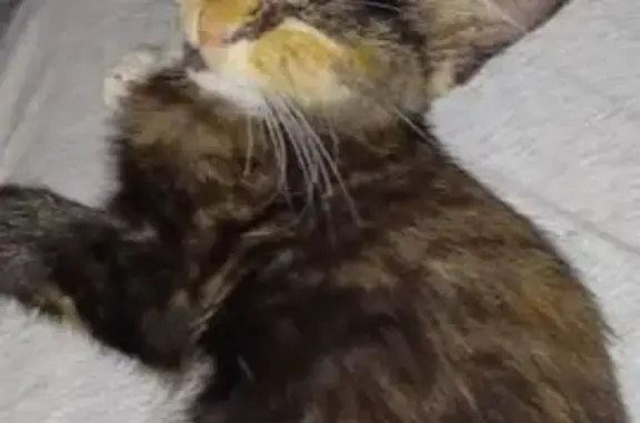 Lost Calico Cat on Vandergrift Rd, 379