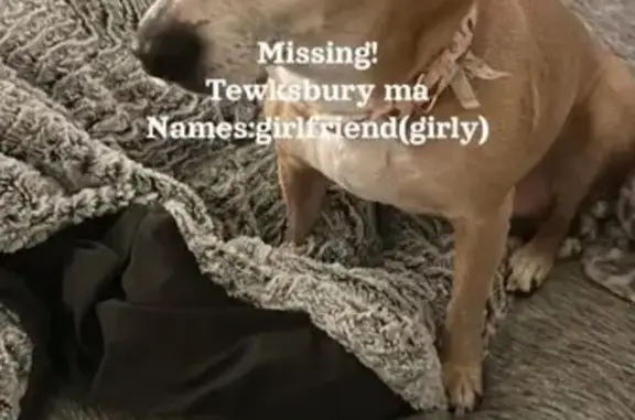 Lost Dog: Browne, White-Nosed & Shy