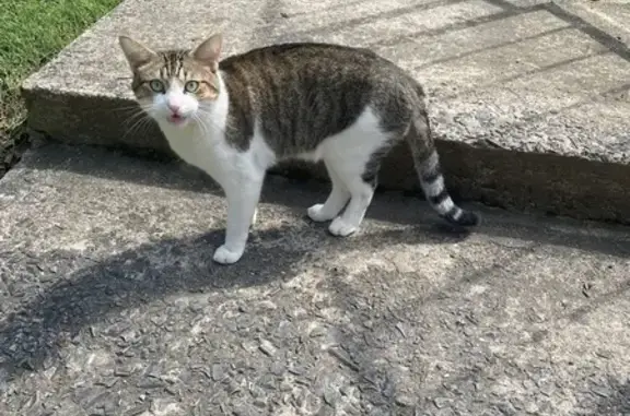 Lost and found pets North Little Rock, photo: Found: Injured Cat Near Icon Lakewood