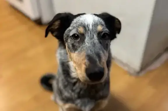 Lost Dog: Black & White, Avoca Area