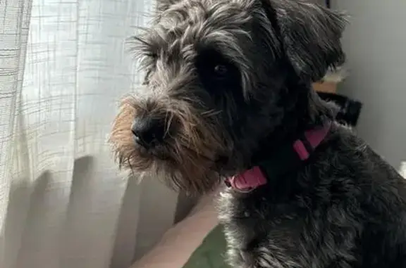 Lost Dog: Calm & Lovely on Greenbrier Rd