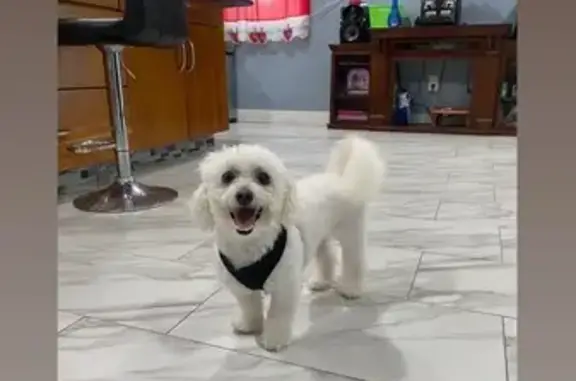 Lost Small White Puppy in Shirley Area
