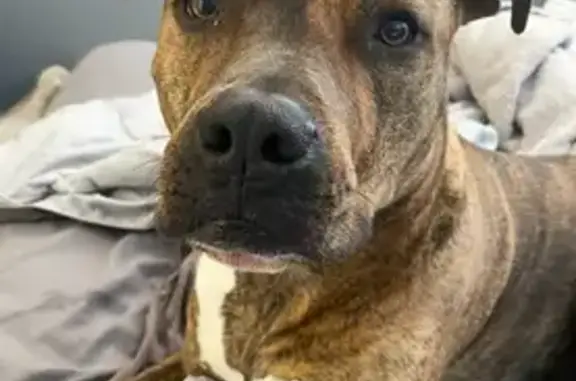 Lost Brindle Dog: Smiley Boy in Aurora