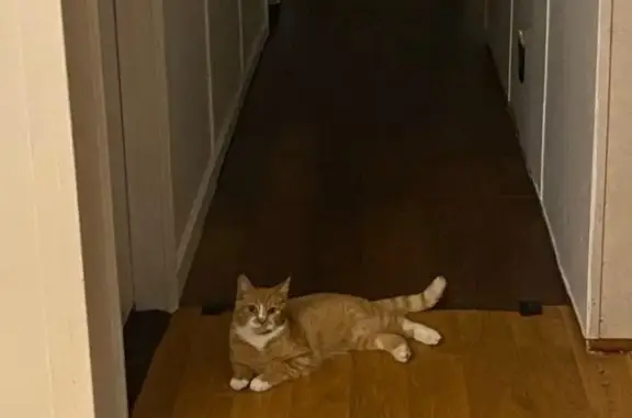 Lost Friendly Cat: Orange & White in Chattanooga