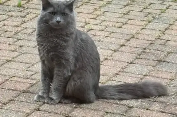 Found cat Hilliard, photo: Friendly Gray Cat Found on Willow Glen