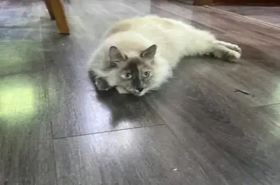Lost Spooky Cat: Light Gray & White