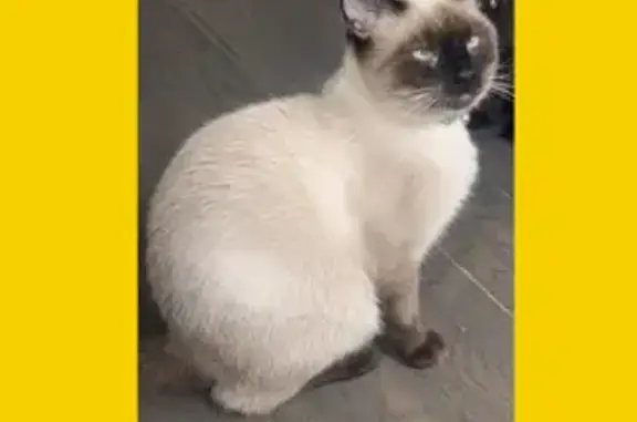 Help Find Mockah: Lost Siamese Cat, $100 Reward