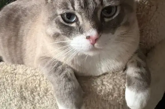 Lost pets Garden Grove, photo: Lost Cat: Grey & White, Blue Eyes, Shy