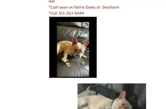 Lost pets Dearborn, photo: Lost Dog on Notre Dame St, Dearborn