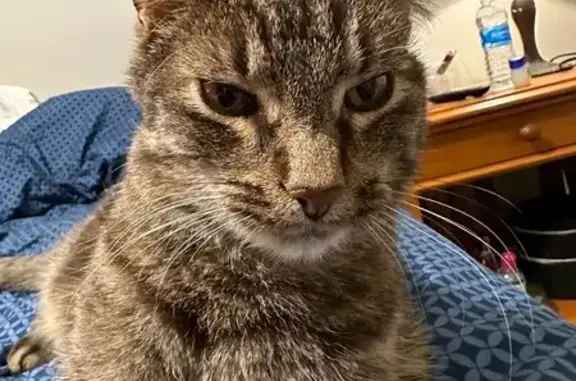 Lost Tabby: Limping Near 40th Ave S