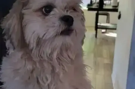 Found pets Glendale, photo: Found Friendly Dog on N 63rd Ave, Glendale
