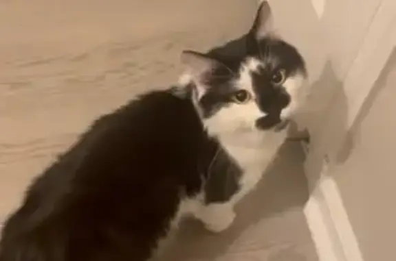 Help Find Ozzy: Lost on Lookout Mountain
