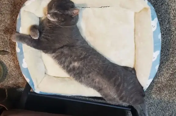 Missing cat Meridian, photo: Lost Cat: Bare Spot & Missing Nail