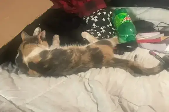 Missing cat Las Vegas, photo: Lost Calico ESA: Sweet & Friendly, Las Vegas