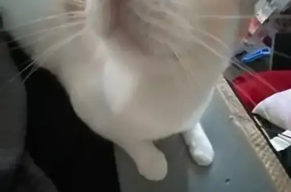 Lost and found pets Long Beach, photo: Lost Cat: Affectionate White & Orange