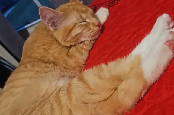 Lost Orange Cat: 7 Months, Tordillo Dr