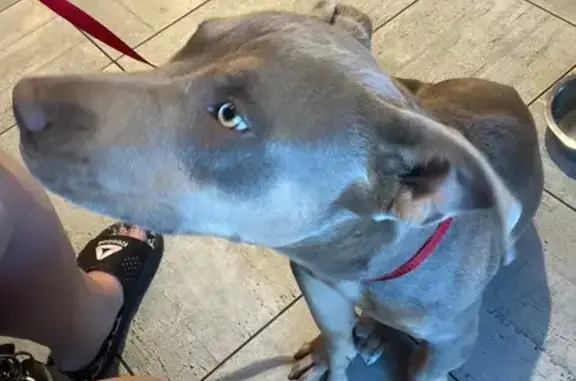 Found dog Phoenix, photo: Friendly Brown Pup Found on Ocotillo Rd