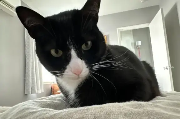 Lost Tuxedo Cat: North Hollywood Way