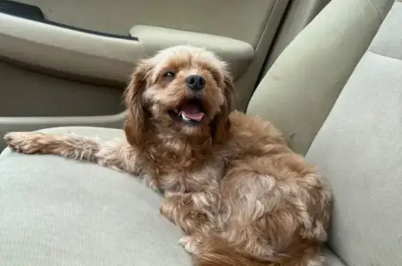 Missing dog Appleton, photo: Lost Mini Cavapoo: North Harriman St, Appleton