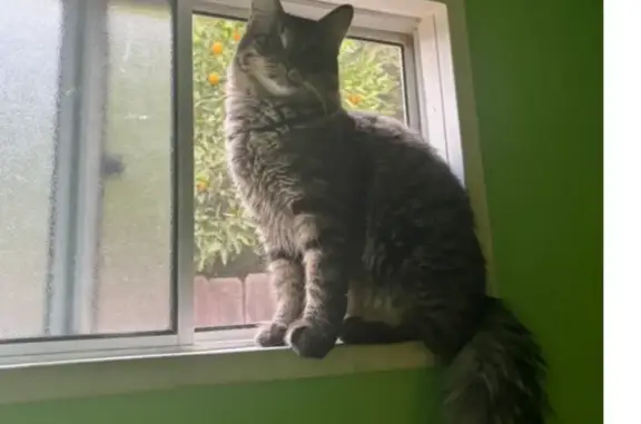 Lost pets Upland, photo: Lost Cat: Spotted, Furry Tail, Friendly