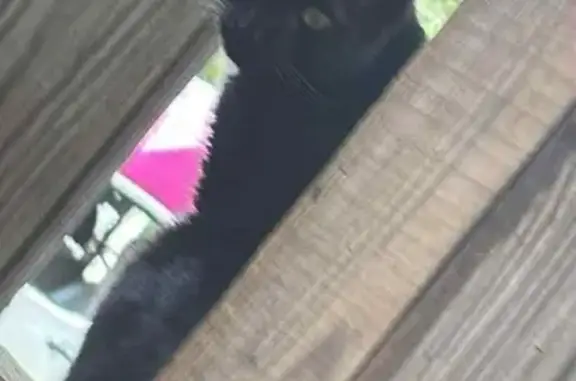 Lost and found pets Chesapeake, photo: Lost Cat: Big-Headed Feline on Parkerson