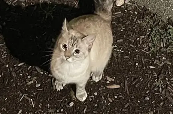 Found cat , photo: Siamese Cat Found on 15th St, Ross Twp