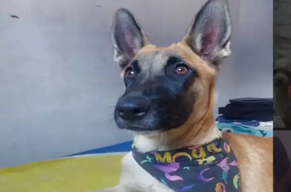 ¡Ayuda a encontrar a nuestra perrita perdida!