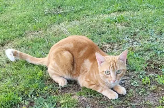 Chatte fauve tigrée perdue à Rosiers-d'Égletons - photo