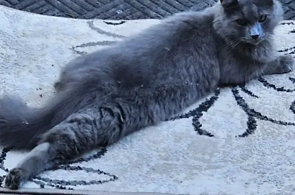 Missing Gray Cat: Bear Hallmark Drive