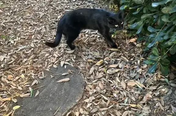 Chat noir apeuré, jardin Poste Nice - photo
