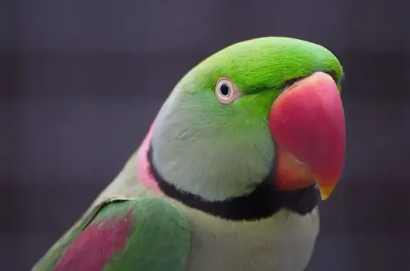 Lost Alexandrine Parakeet in Kingston