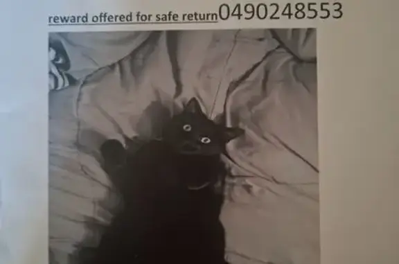 Lost Black Cat: Green Collar, Adelaide
