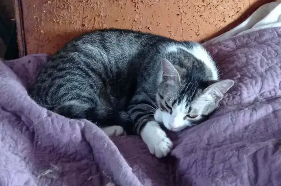 Animaux perdus Limoges, photo: Chat tigré/blanc perdu, 10 mois, Limoges