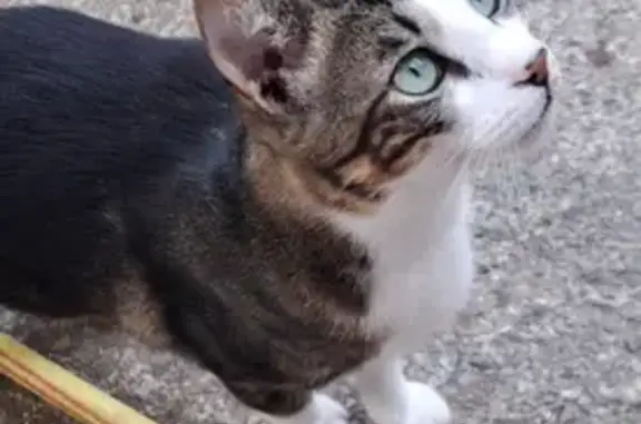 Gato Perdido: Negro, Blanco y Marrón en Sant Llorenç