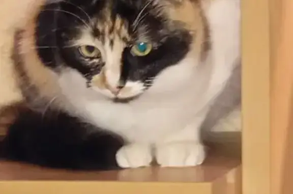 ¡Gata Tricolor Perdida en San Pablo, Alicante!