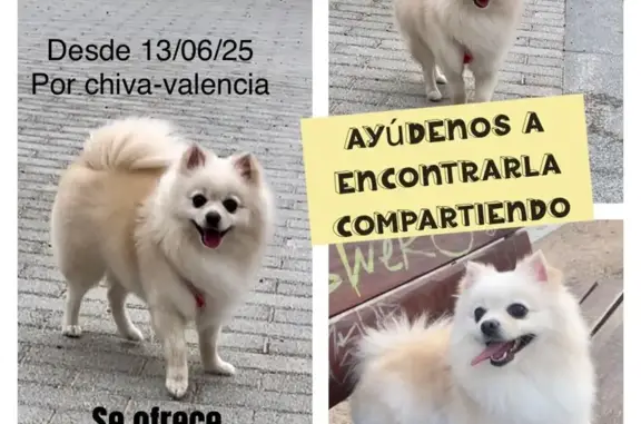 Perro Blanco Perdido en Calle Rosales