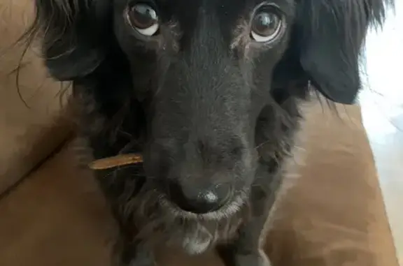 Chien perdu Bolbec, photo : Teckel noire 14 ans perdue à Bolbec