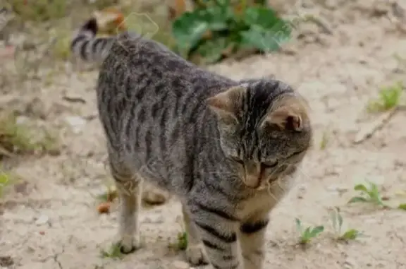 Chat tigré perdu à Nice, non castré - photo