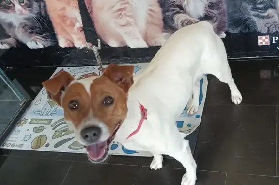 Perra Cariñosa Encontrada en Bollullos