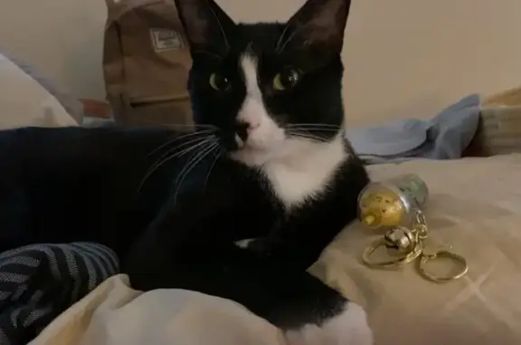 Missing cat Kent, photo: Lost Cat: Unique Sock Markings in Kent