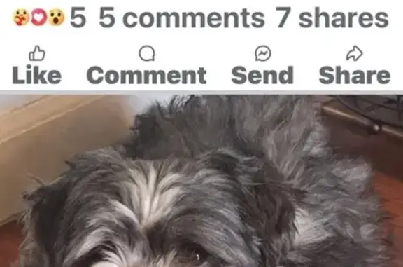 Lost Dog Alert: Black & Gray in 20270